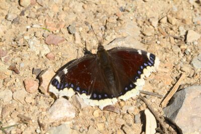 Agrandir l'image 1 sur 2, fenêtre modale