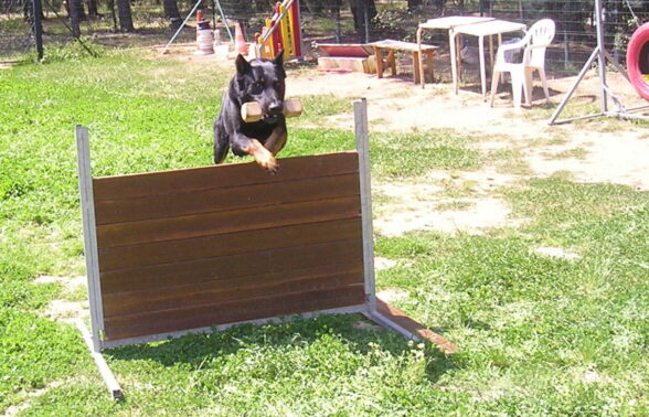 Image d'un chien en train de sauter une barrière avec un poids dans la gueule, dans le cadre d'un parcours de motricité - Agrandir l'image, fenêtre modale